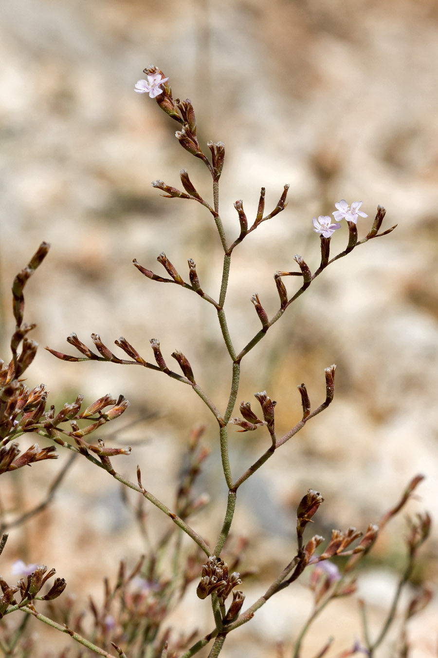 Image of Limonium roridum specimen.