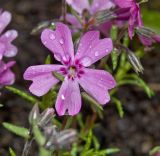 Phlox subulata