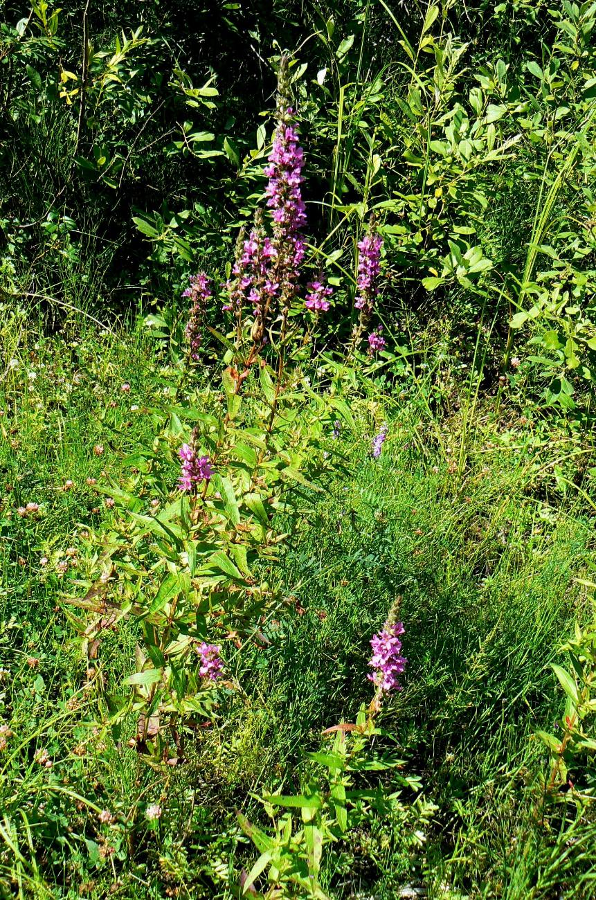 Image of Lythrum salicaria specimen.