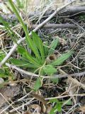 Primula serrata