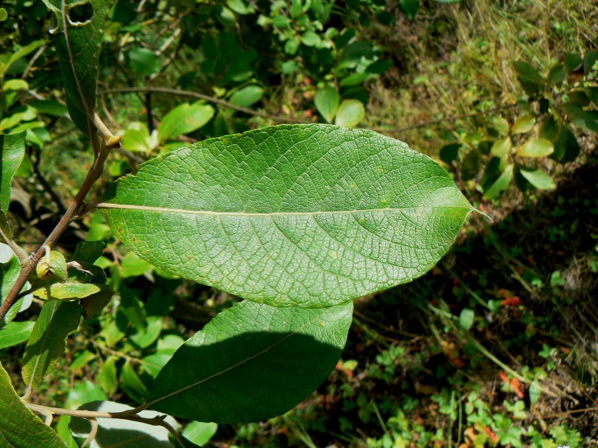 Image of Salix caprea specimen.