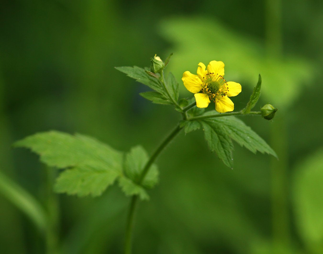 Image of Geum urbanum specimen.