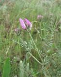 Astragalus bungeanus. Верхушка веточки с соцветиями. Дагестан, Кумторкалинский р-н, окр. бархана Сарыкум, травяной склон. 06.05.2018.