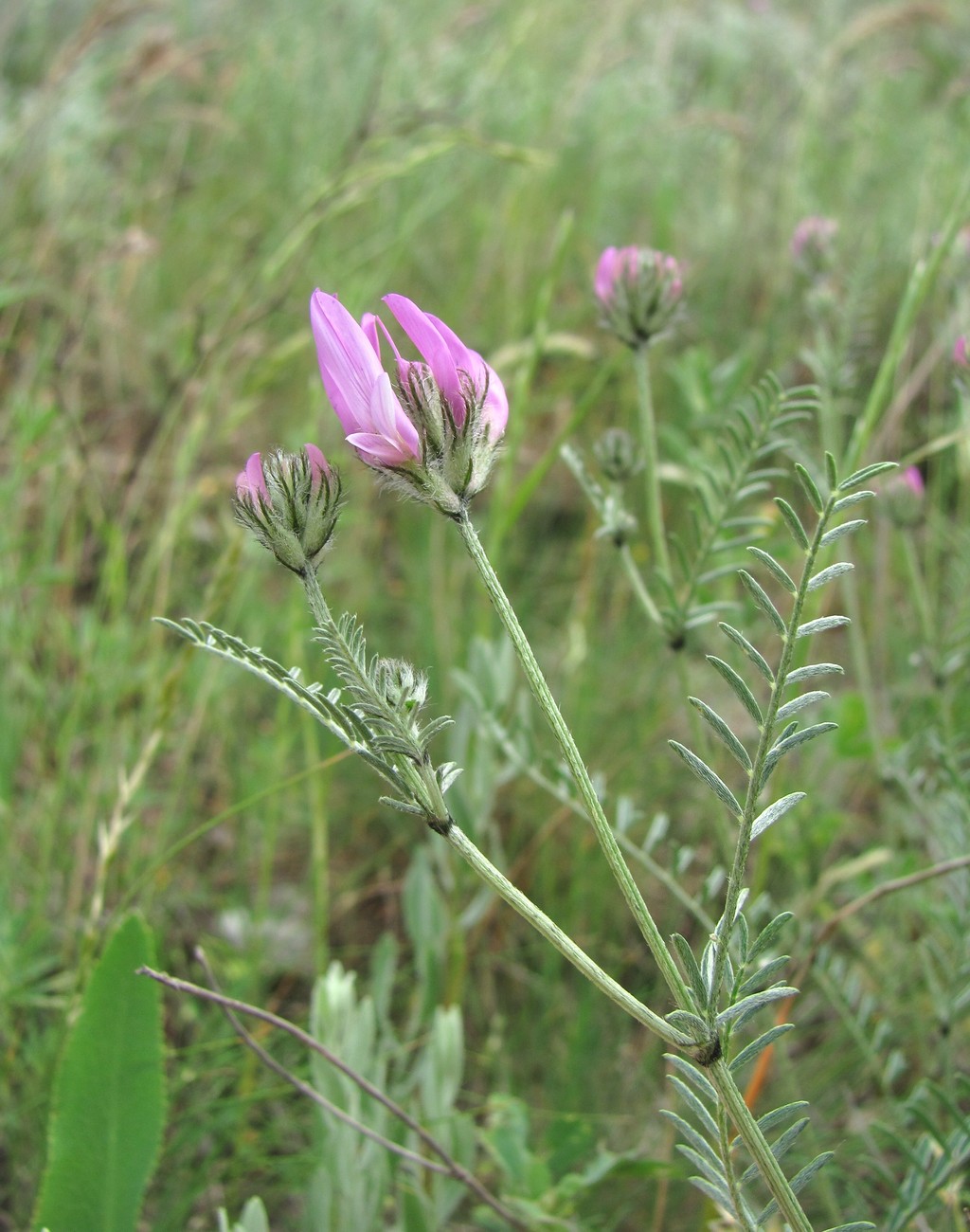 Image of Astragalus bungeanus specimen.