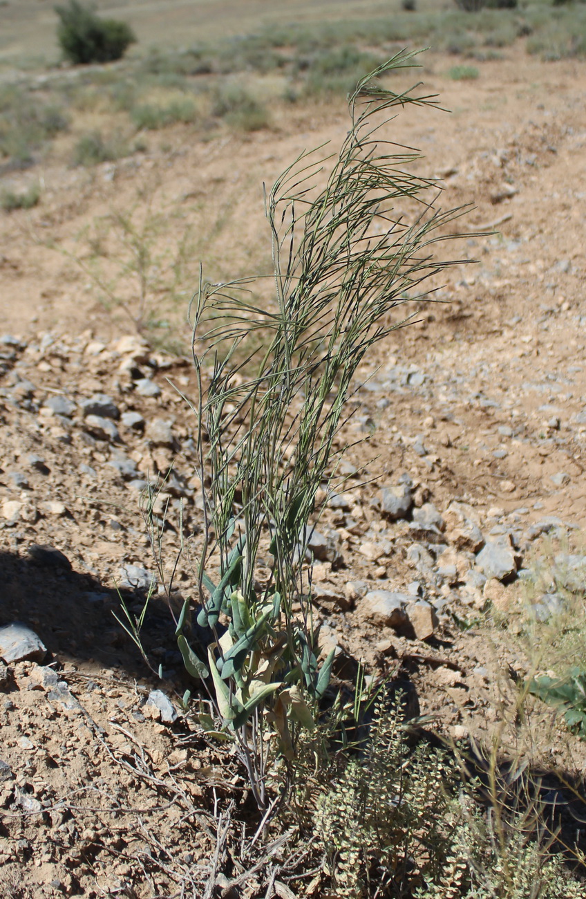Image of Conringia orientalis specimen.