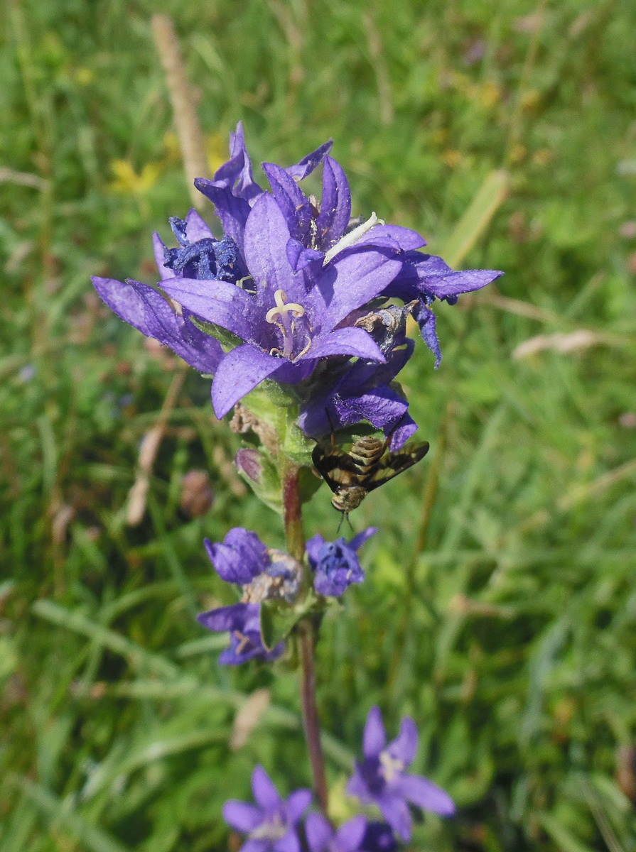 Image of Campanula farinosa specimen.