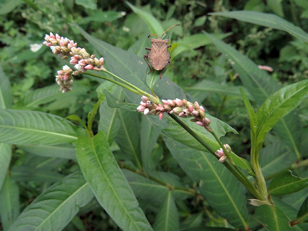 Image of Persicaria maculosa specimen.