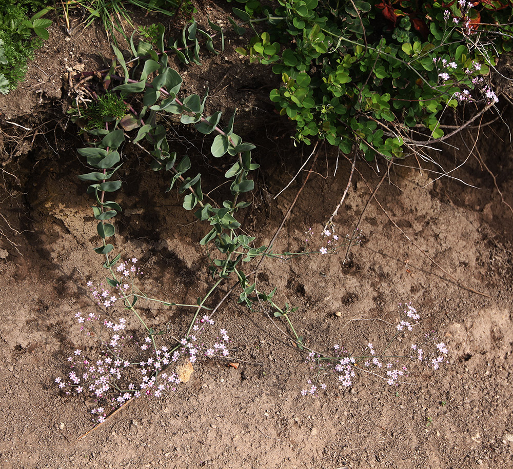 Image of Gypsophila pacifica specimen.