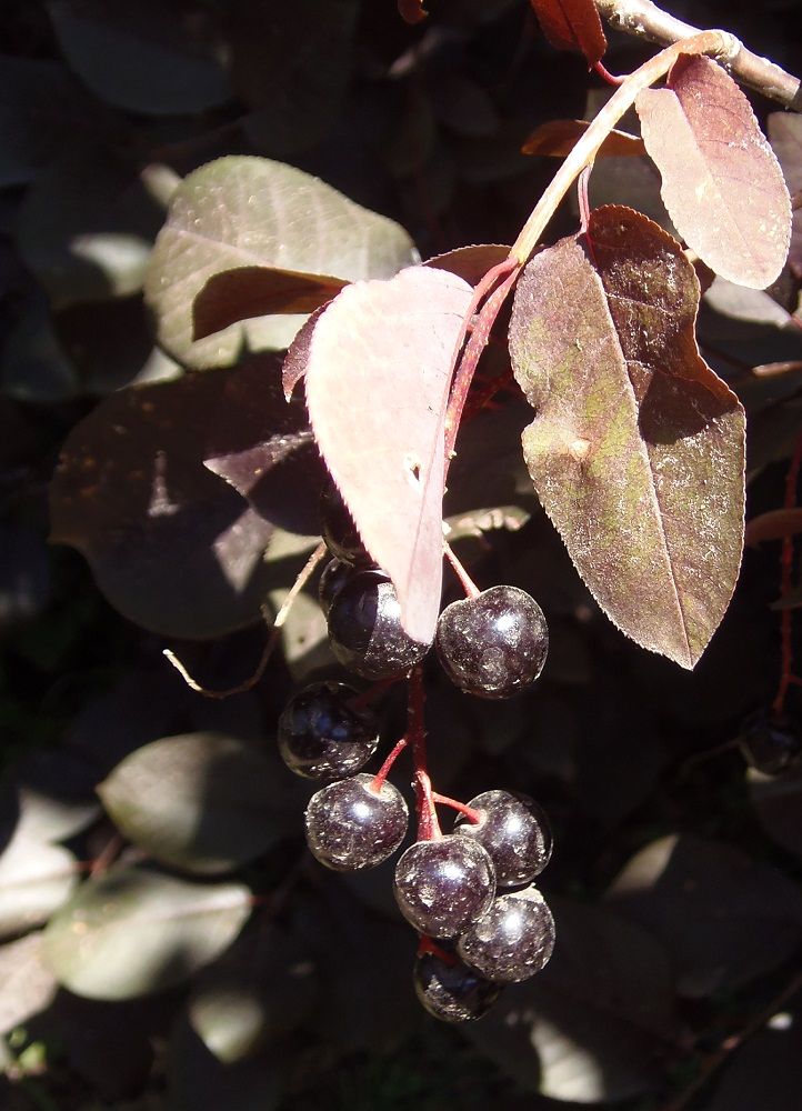 Image of Padus virginiana specimen.