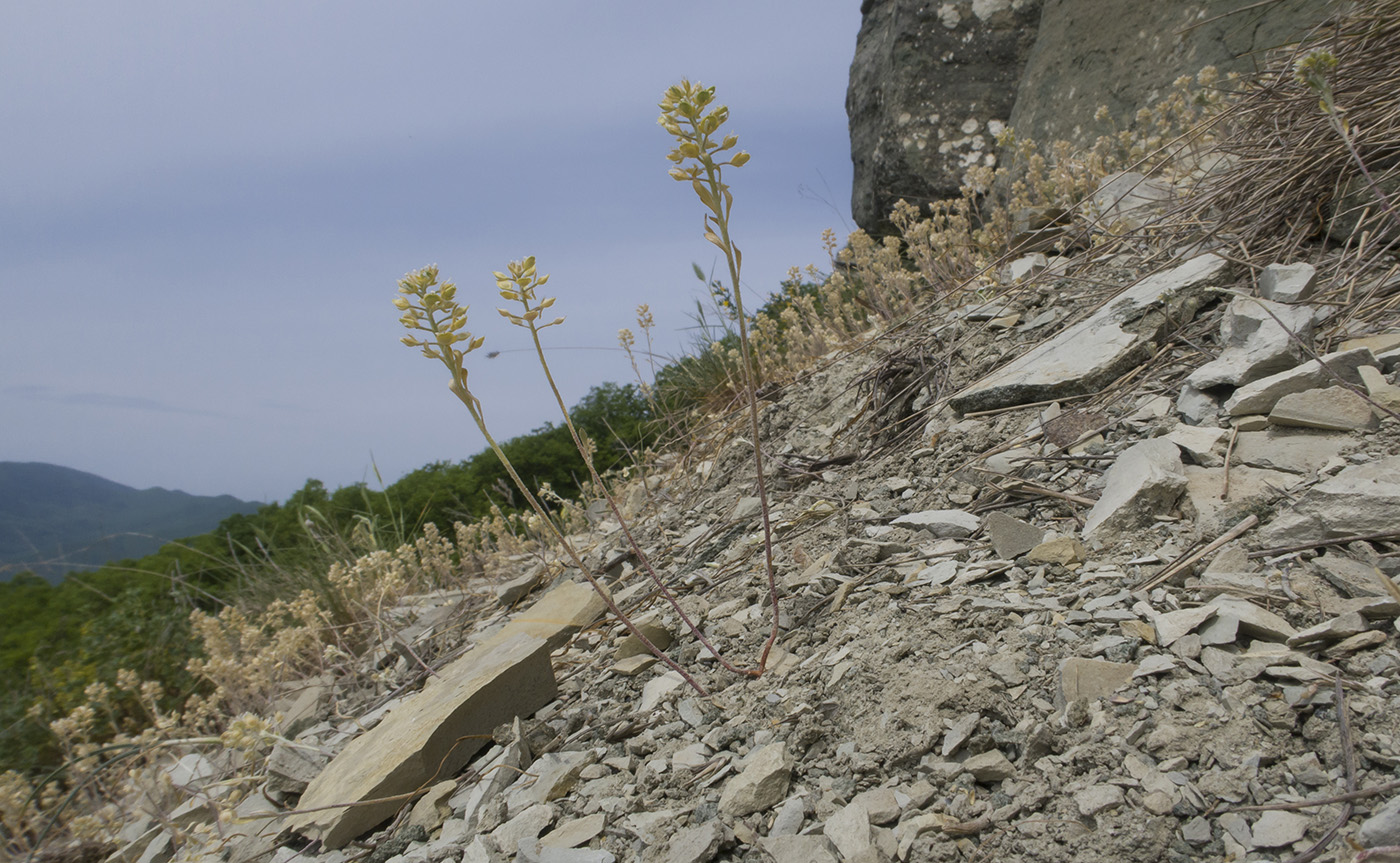 Image of Alyssum alyssoides specimen.