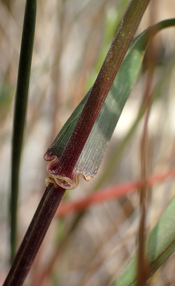 Image of Lolium rigidum specimen.