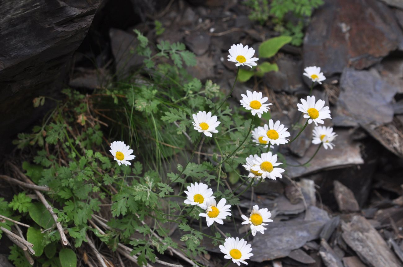 Изображение особи род Pyrethrum.