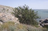 Celtis glabrata