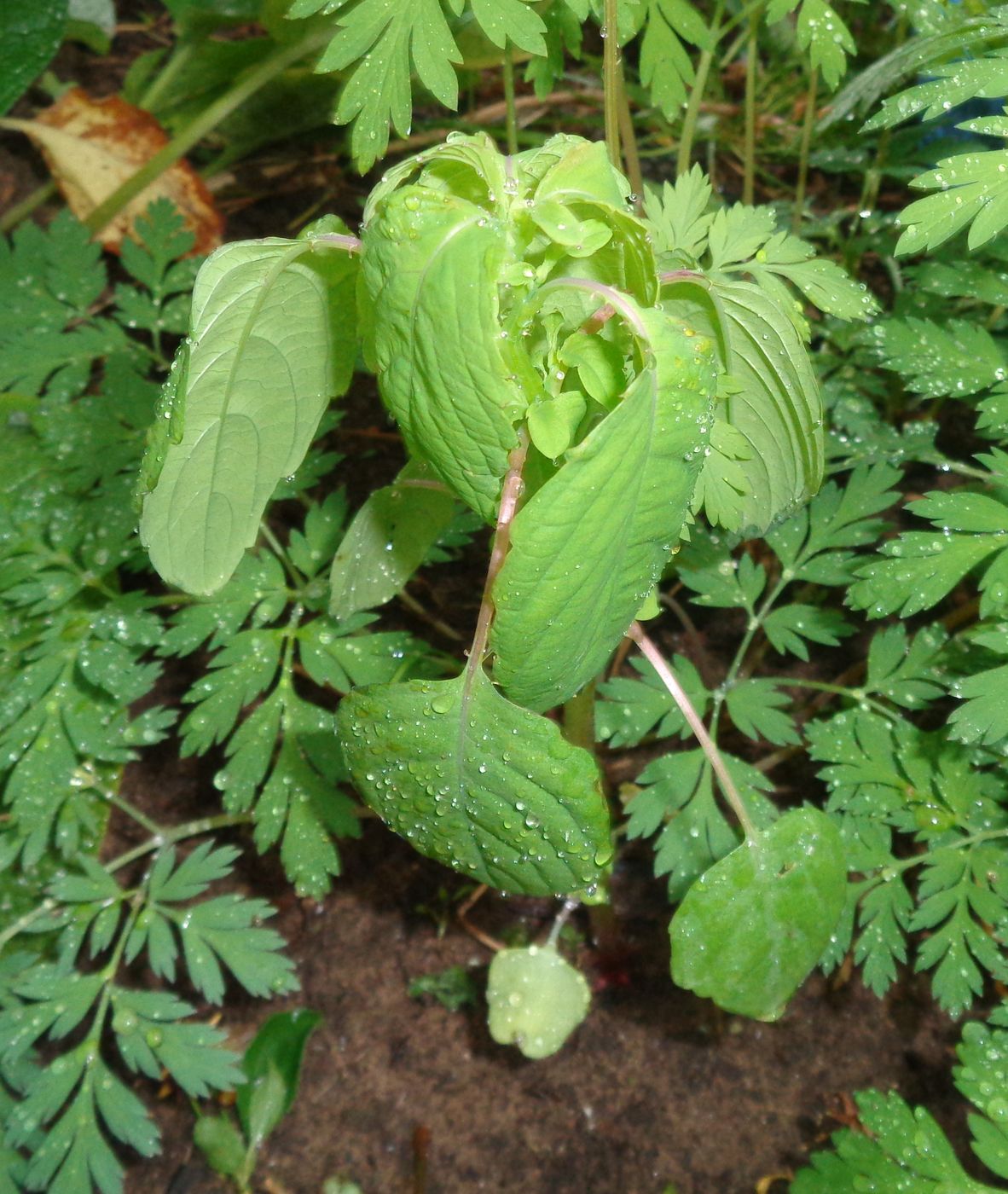 Изображение особи Impatiens noli-tangere.