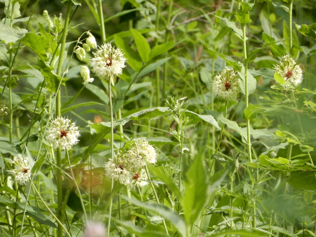 Image of Allium microdictyon specimen.