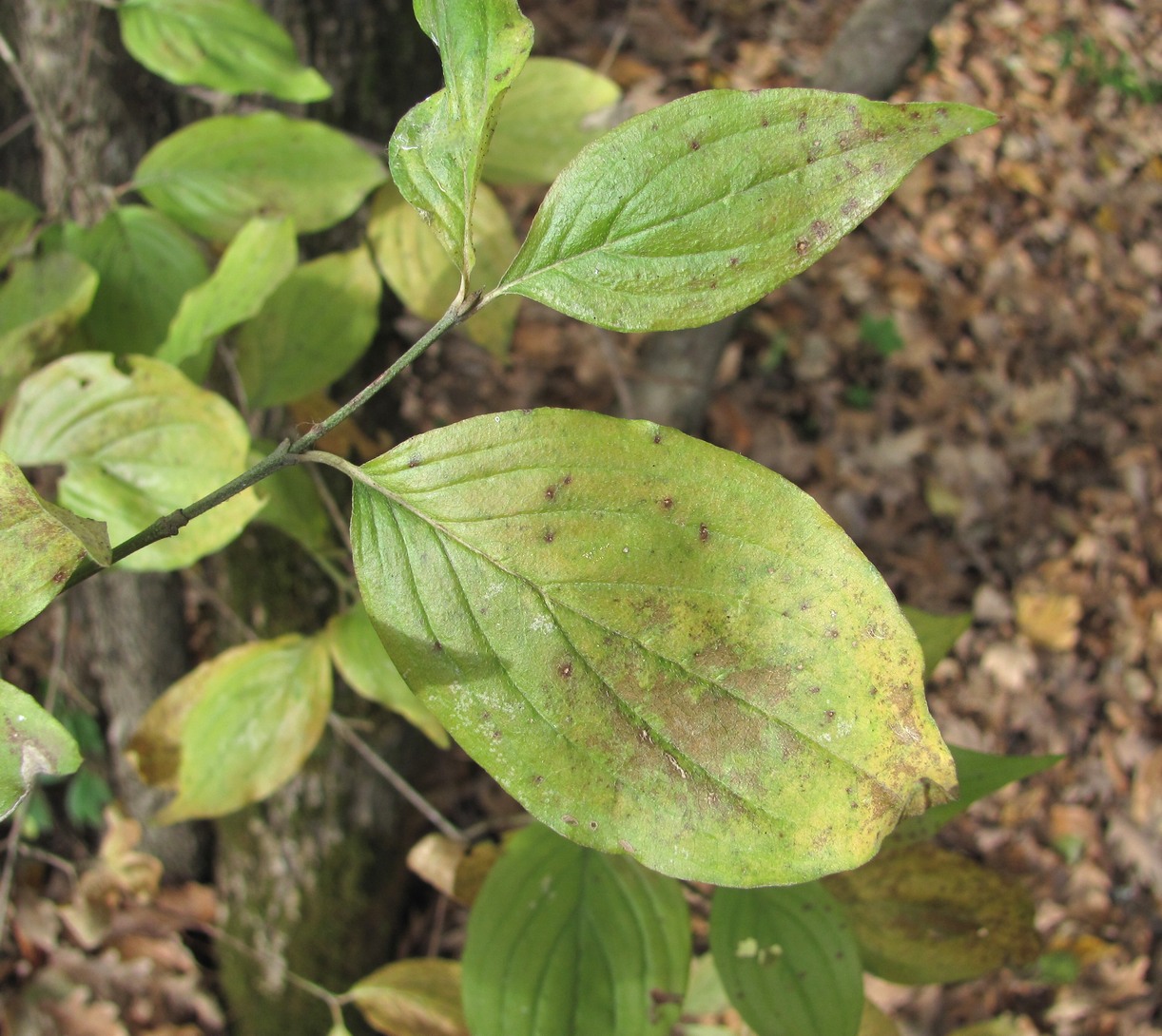 Изображение особи Cornus mas.