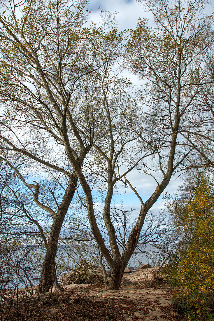 Image of Salix pentandra specimen.