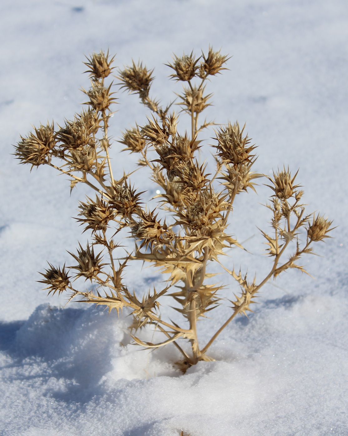 Image of Cousinia minkwitziae specimen.