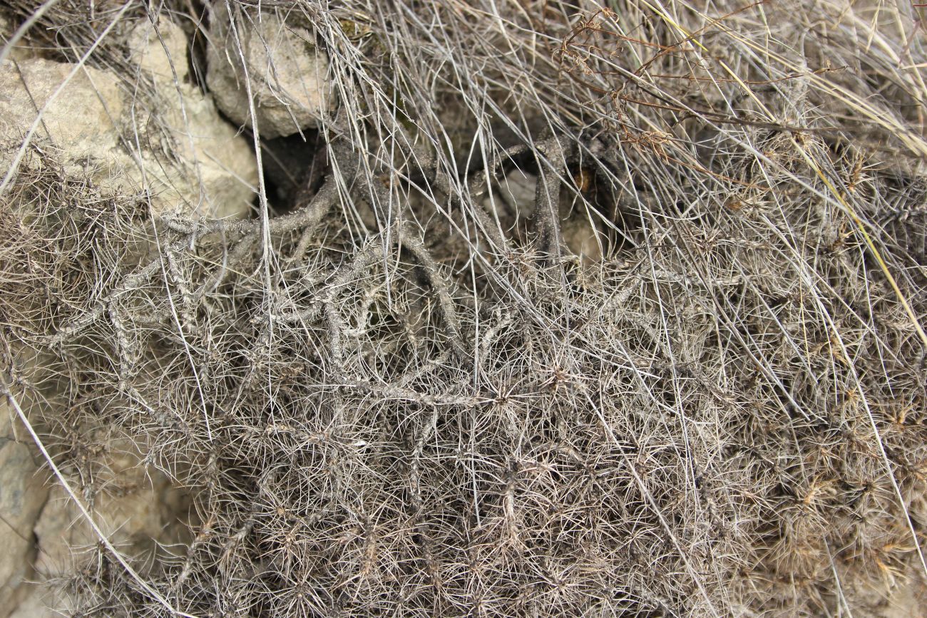 Image of genus Astracantha specimen.