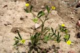 Ranunculus arvensis