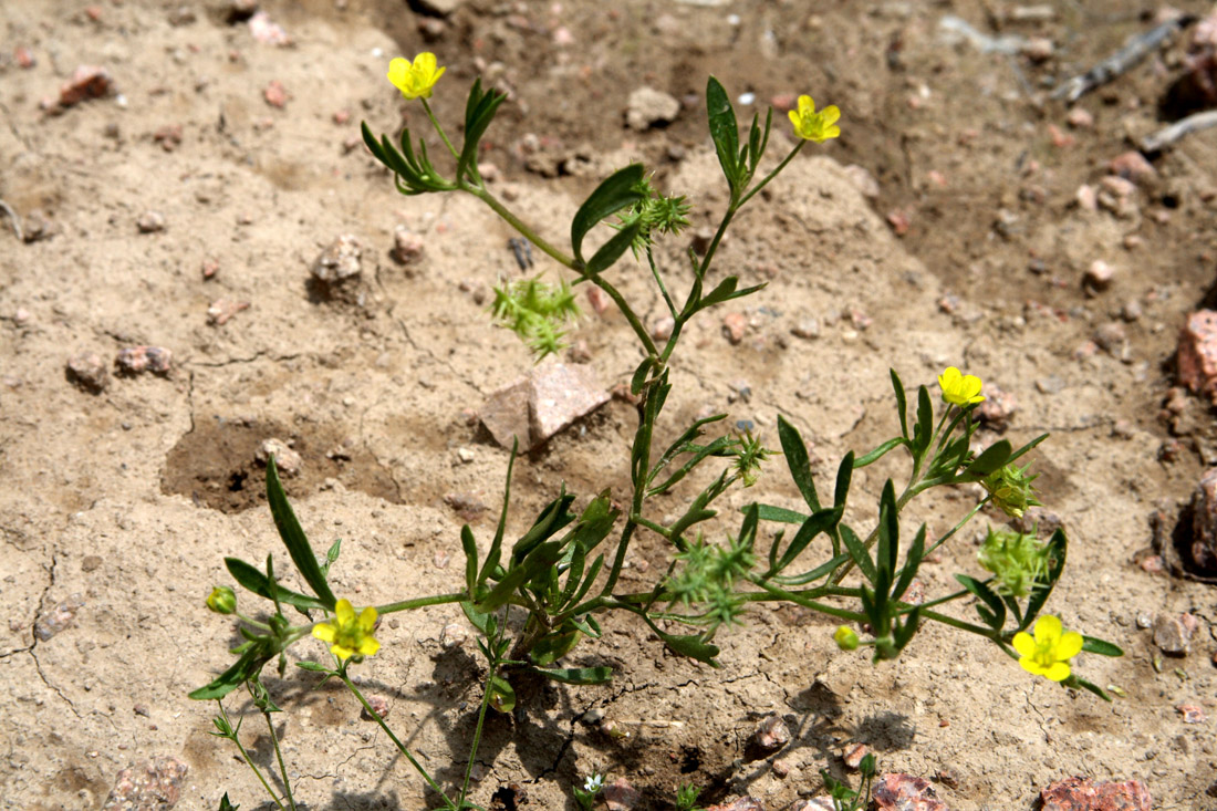 Изображение особи Ranunculus arvensis.