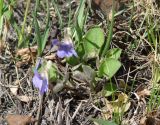 Viola rupestris. Цветущее растение. Иркутская обл., Усольский р-н, долина р. Китой, луг. 09.05.2018.