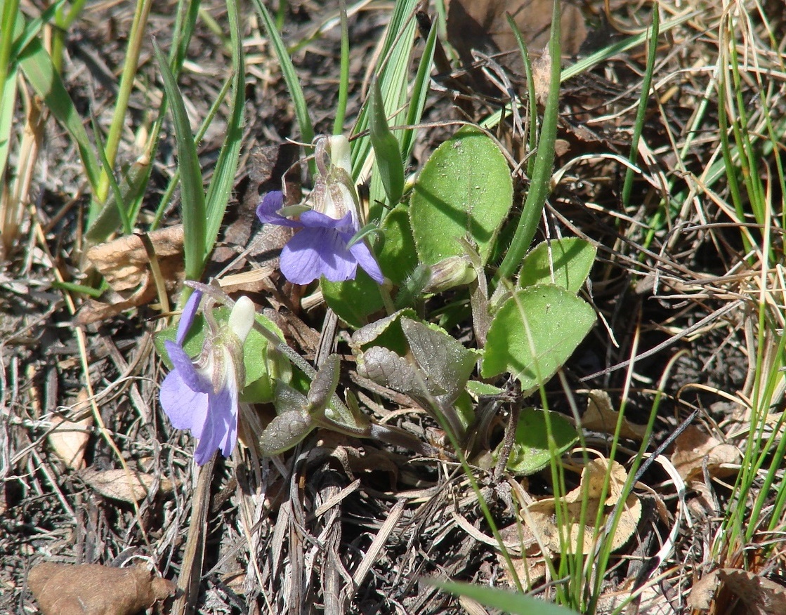 Изображение особи Viola rupestris.