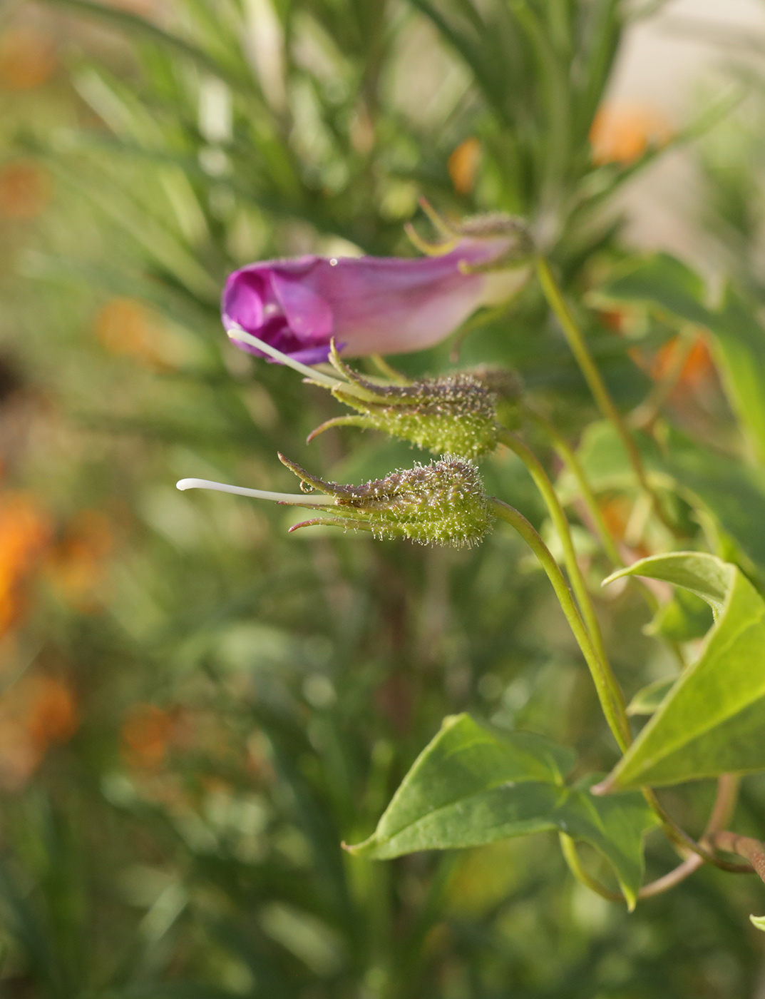 Изображение особи Maurandya scandens.
