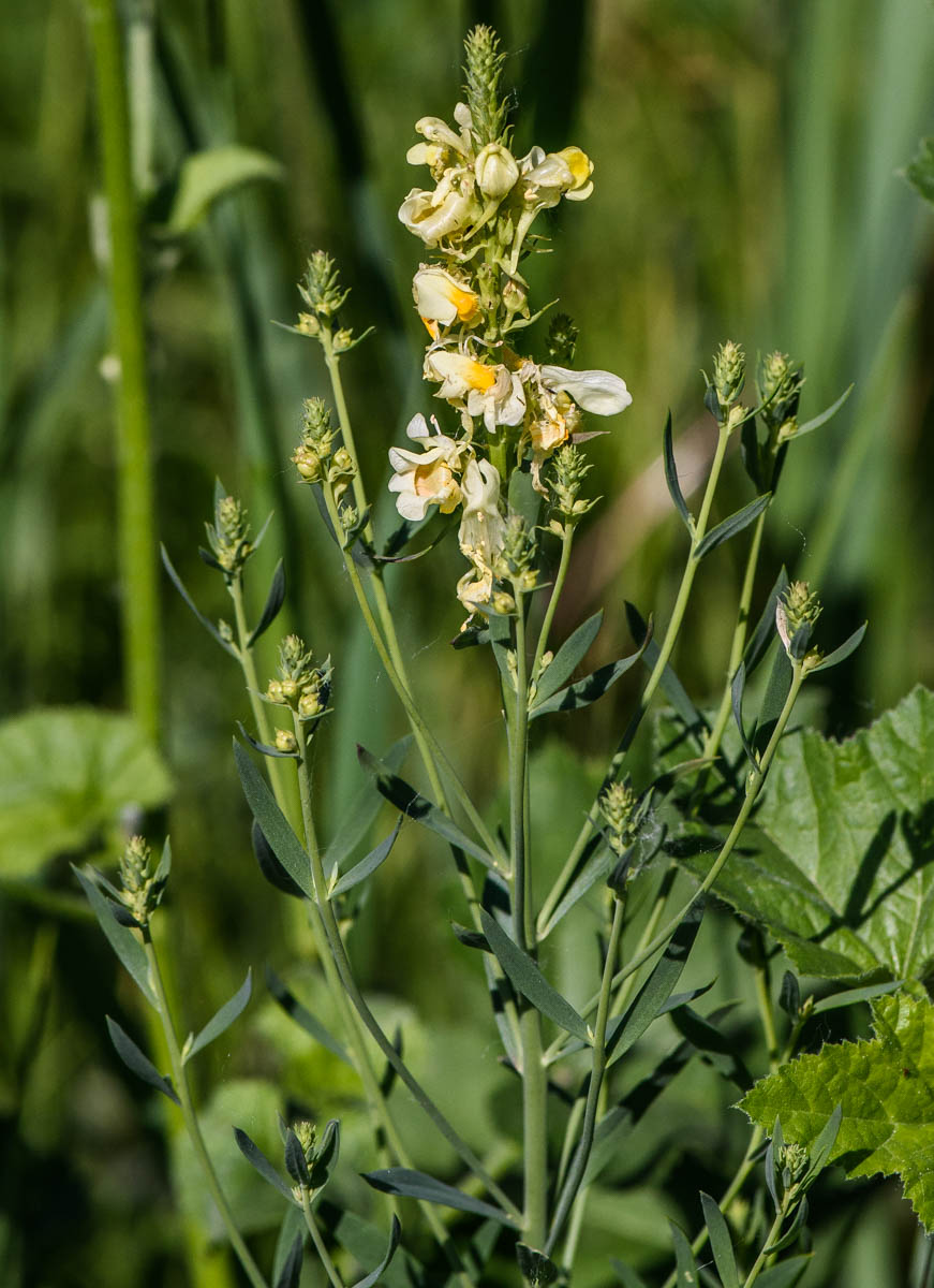 Image of Linaria acutiloba specimen.