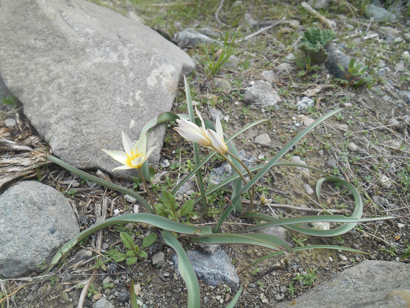 Image of Tulipa turkestanica specimen.