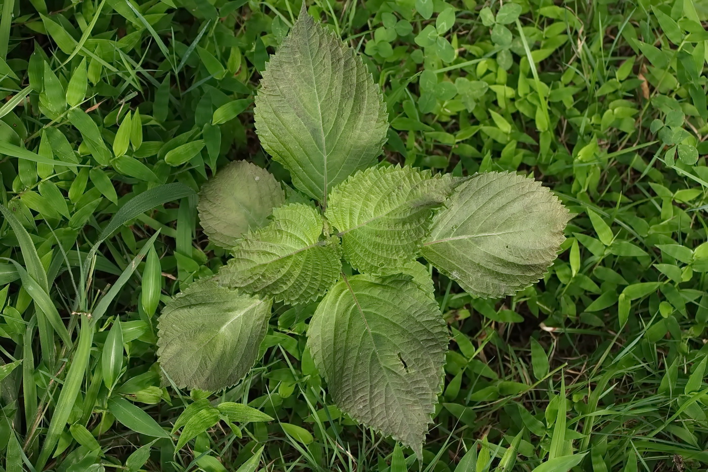 Изображение особи Perilla nankinensis.