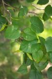 genus Cercis. Часть ветви с плодами. Краснодарский край, г. Сочи, Лазаревский р-н, пос. Дагомыс, в озеленении. 30.07.2018.