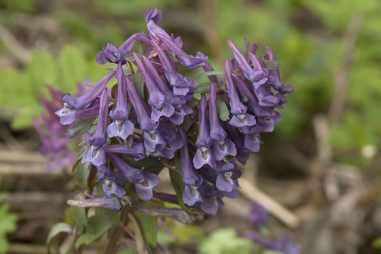 Image of Corydalis solida specimen.