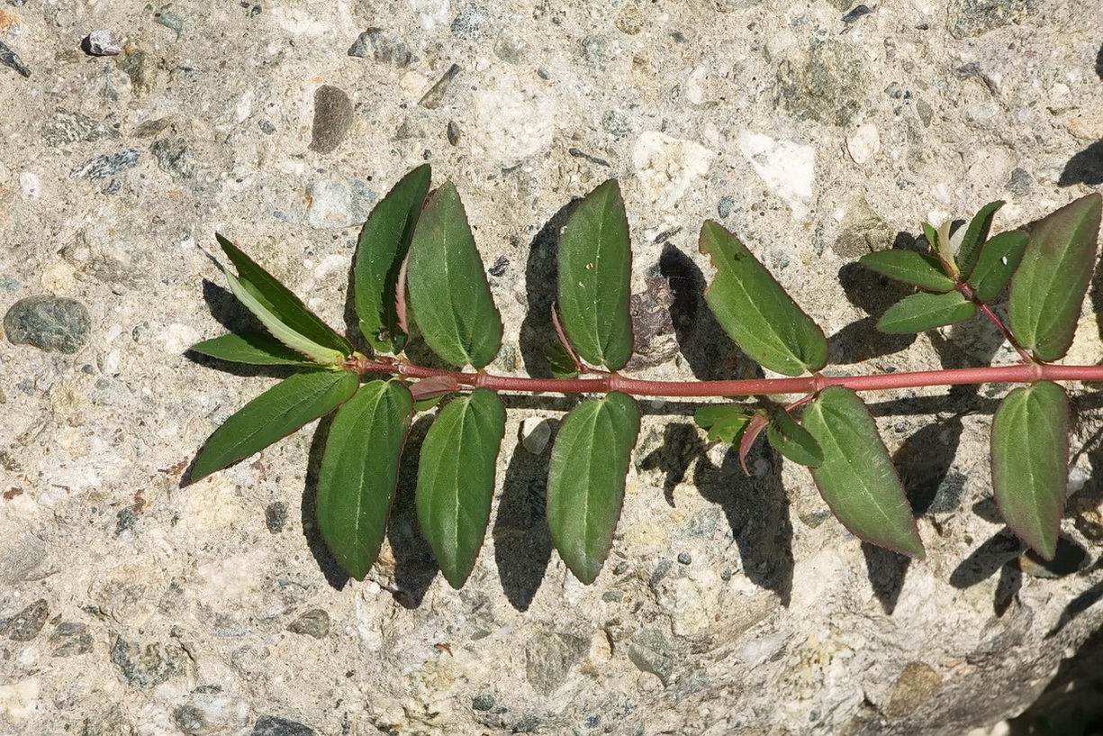 Изображение особи Euphorbia nutans.