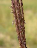 Bothriochloa ischaemum
