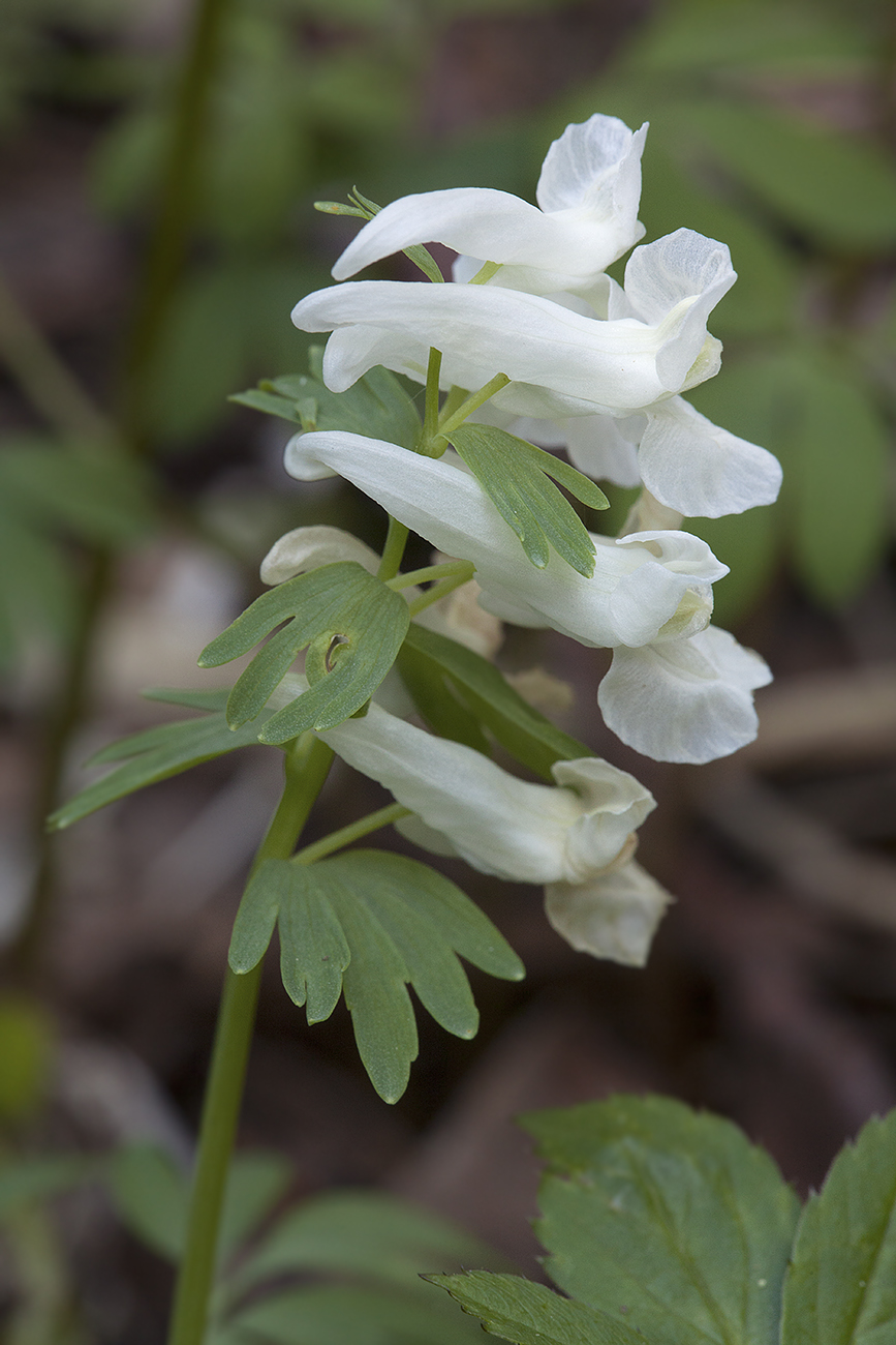 Изображение особи Corydalis solida.