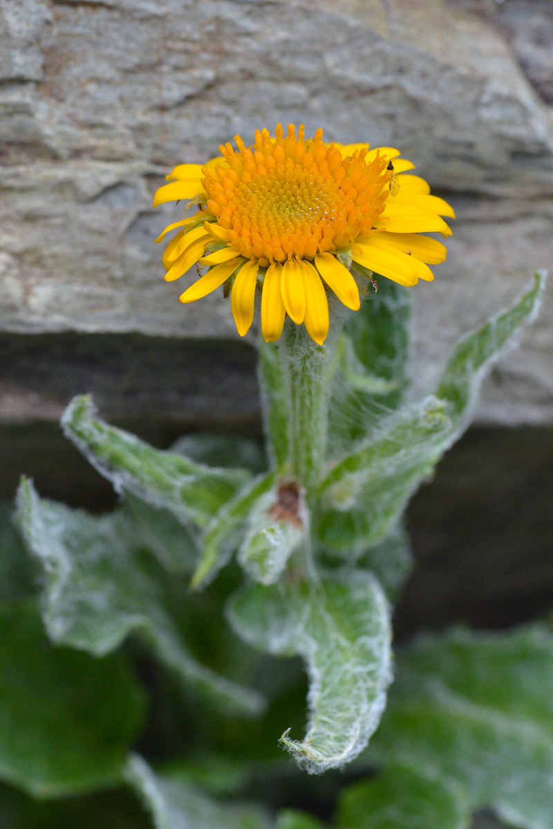 Image of Tephroseris karjaginii specimen.