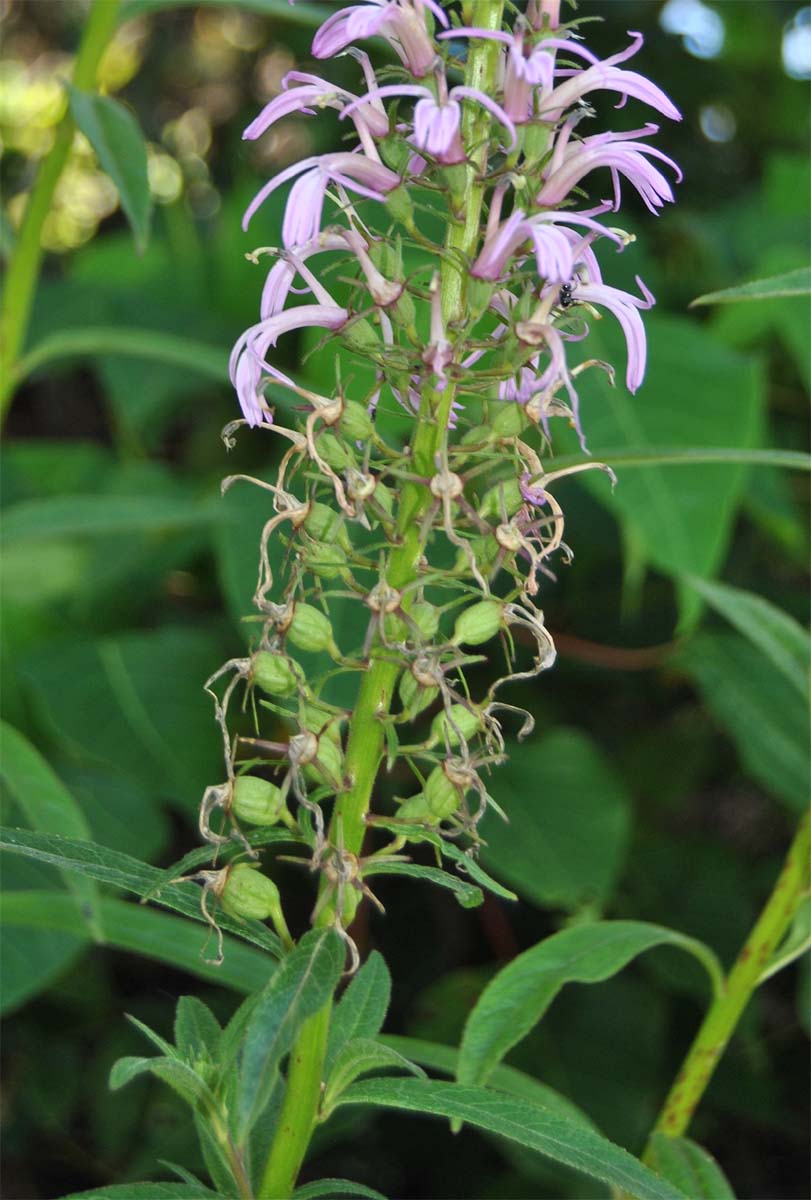 Image of Lobelia fistulosa specimen.