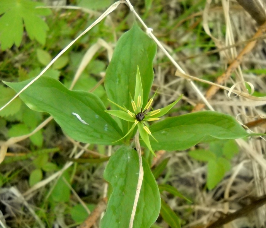 Image of Paris quadrifolia specimen.