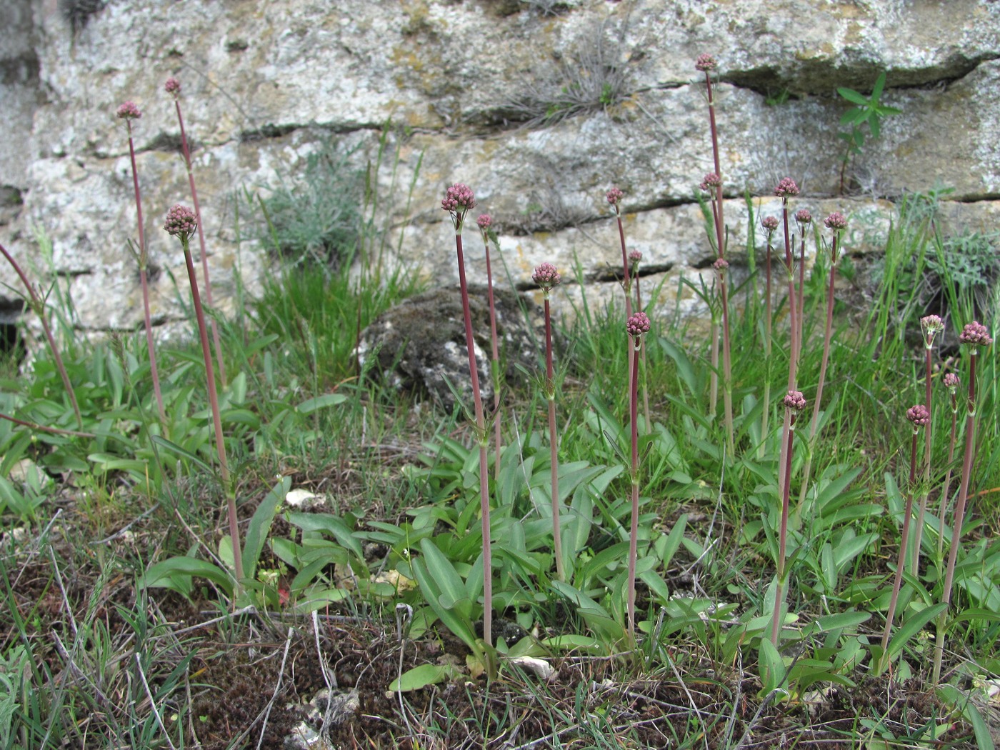 Изображение особи Valeriana tuberosa.