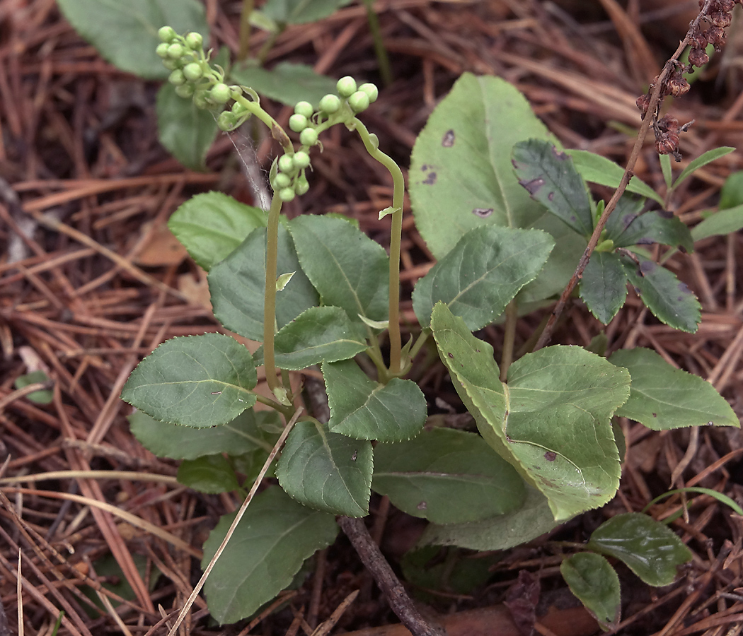 Изображение особи Orthilia secunda.