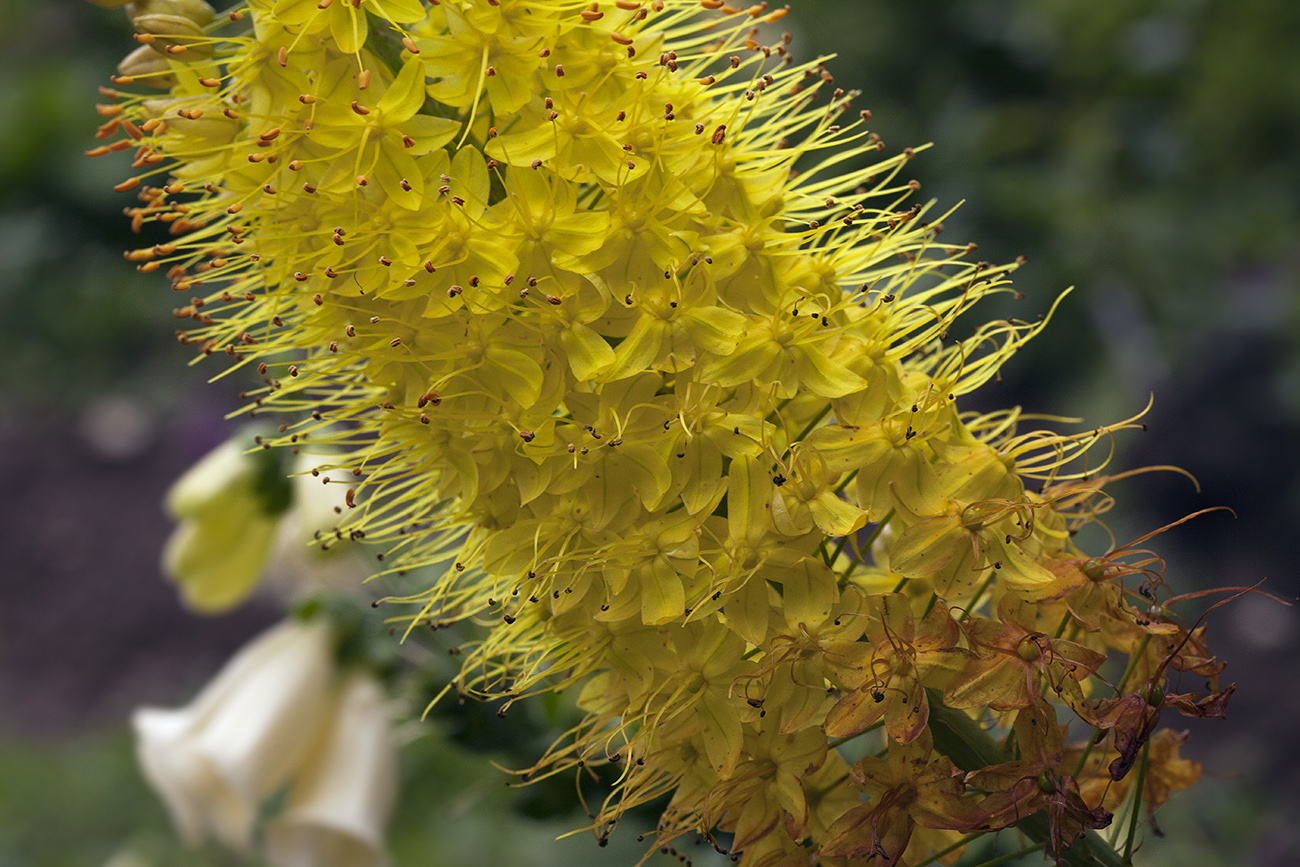 Изображение особи Eremurus stenophyllus.