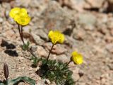 Ranunculus rufosepalus. Цветущее растение. Узбекистан, Чаткальский хребет, окр. перевала Арашан, ≈ 3400 м н.у.м., каменистый склон. 17.07.2019.