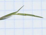 Parapholis filiformis