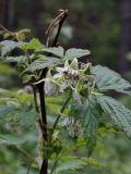 Rubus idaeus. Верхушка побега с соцветием. Ленинградская обл., окр. дер. Кемка. 10.06.2010.
