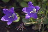 Campanula bellidifolia