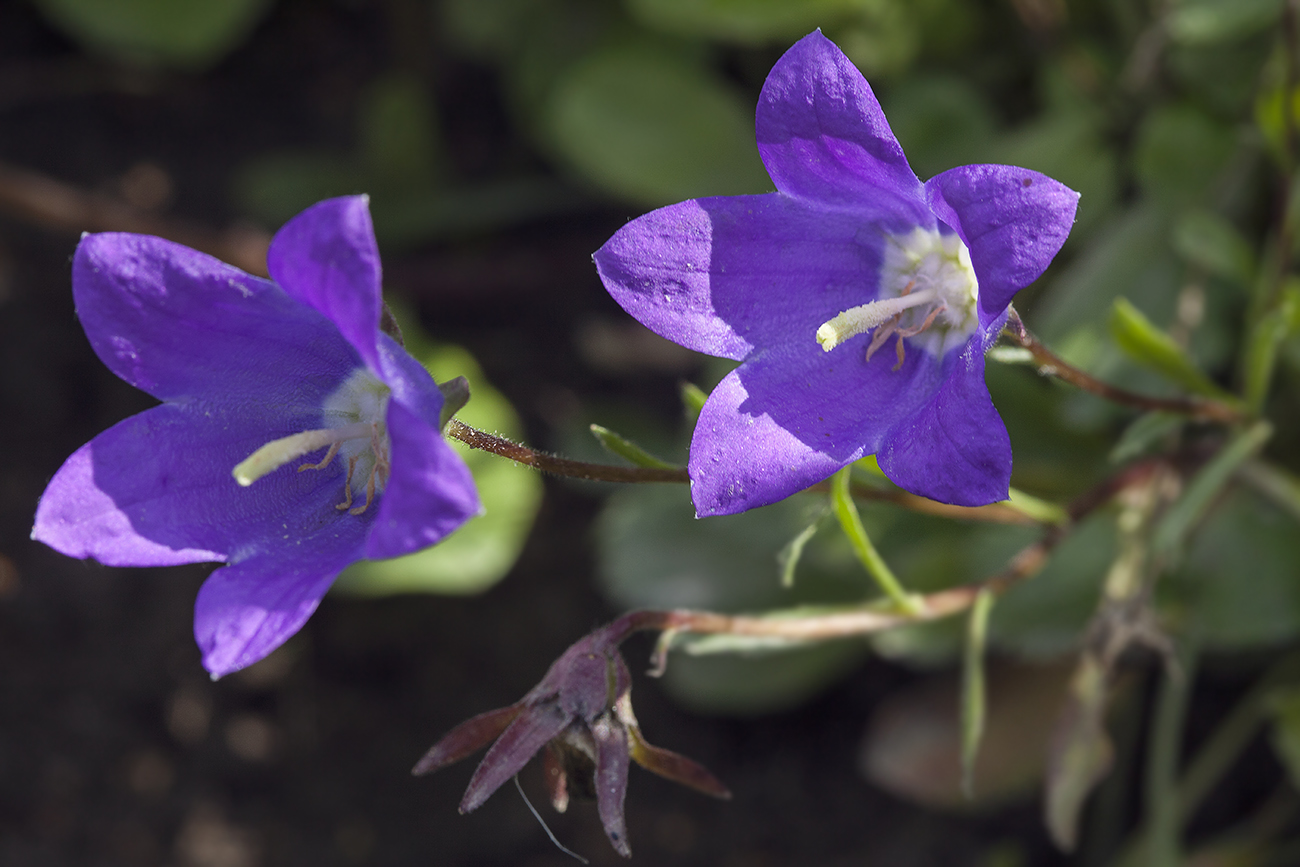 Image of Campanula bellidifolia specimen.