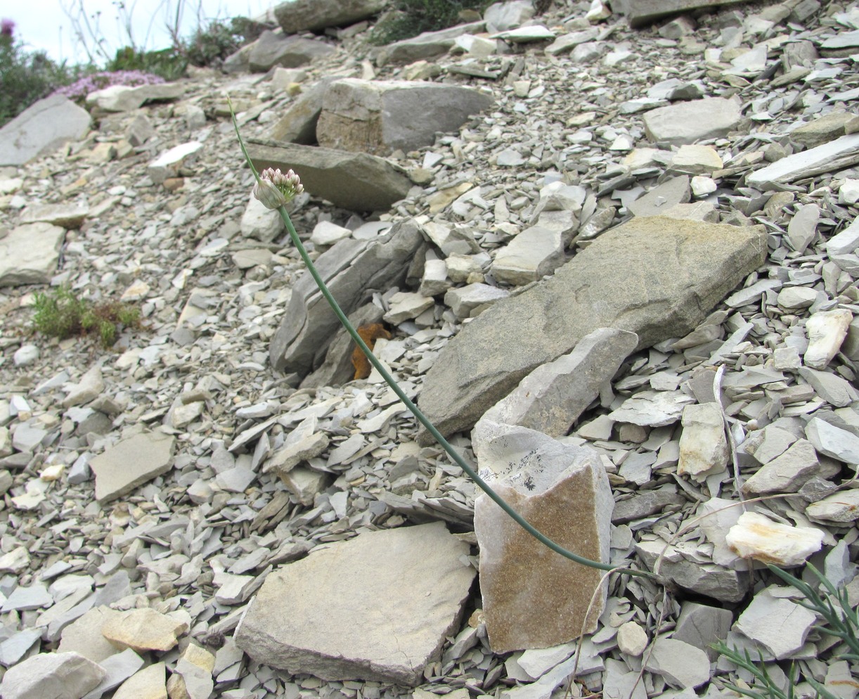 Image of Allium psebaicum specimen.