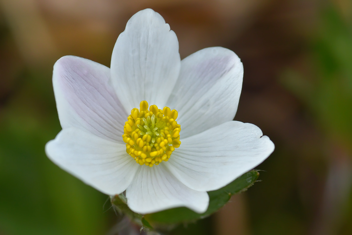 Изображение особи Anemonastrum speciosum.