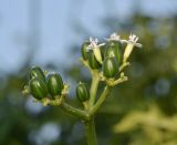 Cnidoscolus aconitifolius. Соцветие с цветками и созревающими плодами. Танзания, автономия Занзибар, о-в Унгуджа, Central South Region, курорт Kiwengwa, цветник у торгового центра. 28.10.2018.